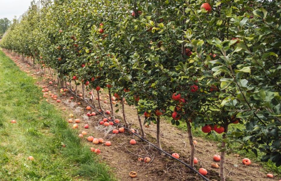 Cider Festival i Odense: Hvor og hvornår?