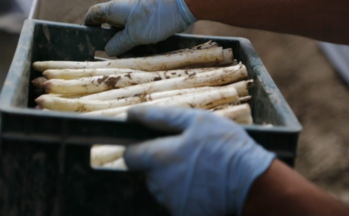 asparagus-489692_1920